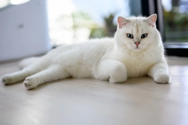 Handsome Young Cat Sitting Lying Looking Straight Forward Full Body — Stock Photo, Image