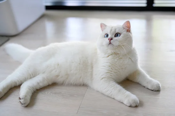 英俊的小猫咪坐在那里躺着 抬起头来看 从上往下看 银色的英国山猫 美丽的蓝眼睛 白色竞赛级的猫舒服地坐在屋里的地板上 — 图库照片
