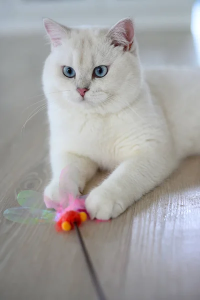 Handsome Young Cat Sitting Lying Looking Straight Forward Half Body — ストック写真