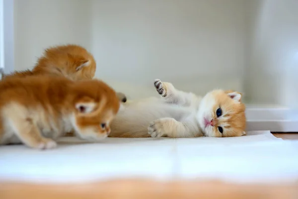 British Shorthair Golden Kitten Sitting White Cloth Wooden Floor Room — Stock Photo, Image