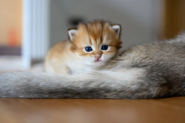 British Shorthair Golden Kitten Zittend Een Witte Doek Een Houten — Stockfoto