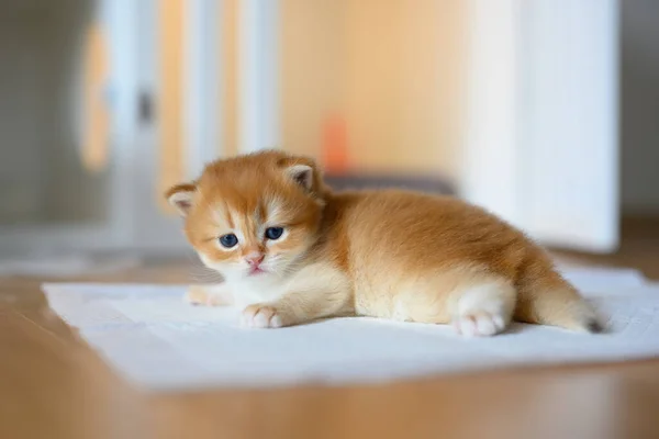 Britânico Shorthair Golden Gatinho Sentado Pano Branco Chão Madeira Quarto — Fotografia de Stock