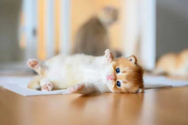 British Shorthair Golden Kitten Zittend Witte Doek Houten Vloer Kamer — Stockfoto