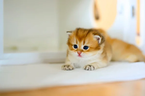 Gatinhos Britânicos Shorthair Cor Dourada Sentou Sobre Pano Branco Chão — Fotografia de Stock