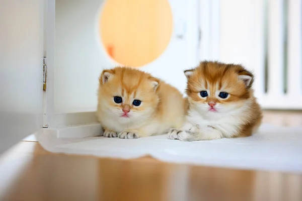 Dois Britânicos Shorthair Golden Kittens Sentam Brancos Piso Madeira Sala — Fotografia de Stock
