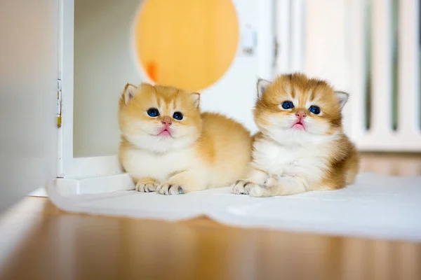 Dois Britânicos Shorthair Golden Kittens Sentam Brancos Piso Madeira Sala — Fotografia de Stock