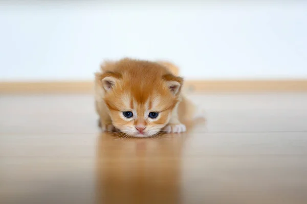 Golden British Shorthair Kitten Crawling Wooden Floor Room House Little — Stock Photo, Image