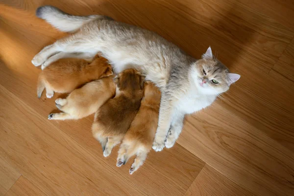 Madre Gato Alimentando Gatitos Mirando Hacia Atrás Recién Nacido Gatito Imagen de archivo