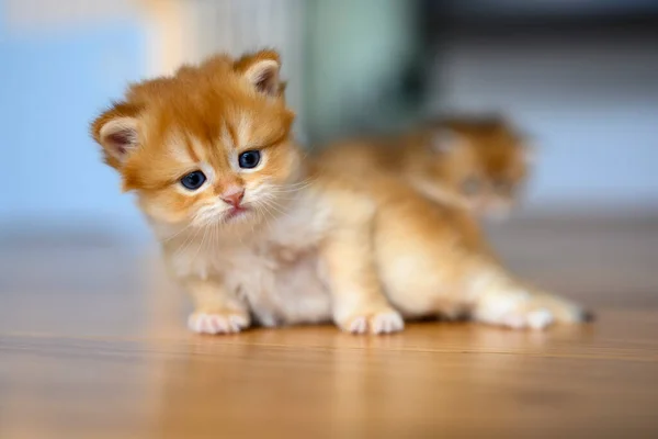 Golden British Shorthair kitten crawls on a wooden floor in a room in the house. little cat learning to walk front view. Childhood cats are mischievous. cute purebred kitten