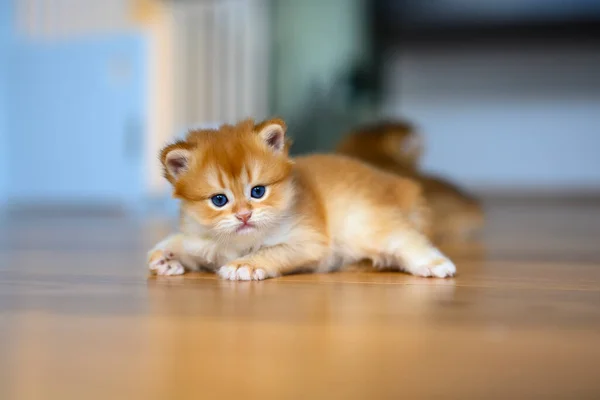 Golden British Shorthair Kitten Crawls Wooden Floor Room House Little — Stock Photo, Image