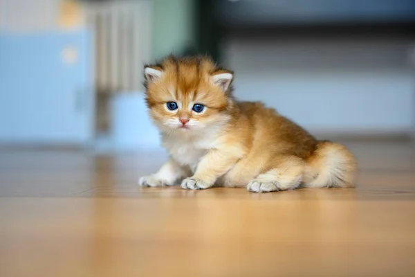 ゴールデン ブリティッシュ ショートヘアの子猫は 家の中の部屋の木製の床に這っています 猫は正面を歩くことを学びます 子供の猫はいたずらっ子です 可愛い純血子猫ちゃん — ストック写真