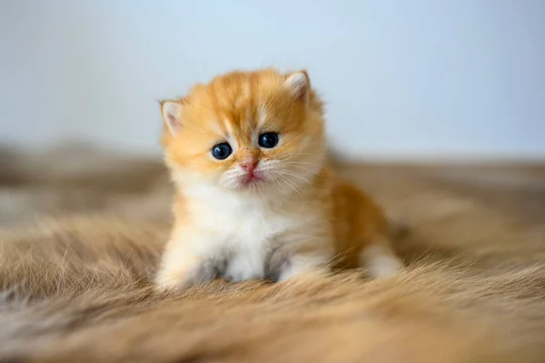 Golden British Shorthair Kitten Crawling Fur Rug Room House Little — Stock Photo, Image