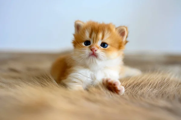 Golden British Shorthair Kitten Sit Comfortably Fur Rug View Front — Fotografia de Stock