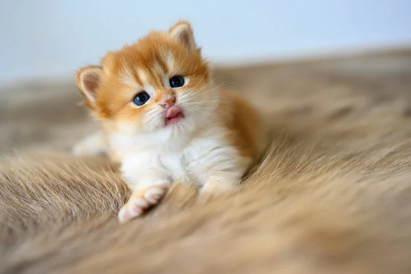 Golden British Shorthair Kitten Sit Comfortably Fur Rug View Front — Stock Photo, Image