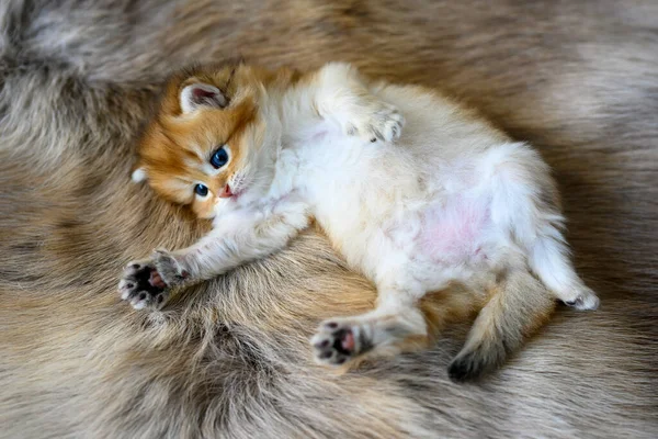 Котёнок Лежит Животе Коричневом Шерстяном Ковре Golden British Shorthair Snushing — стоковое фото