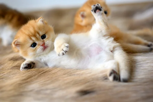 Gatinho Está Deitado Tapete Marrom Gatinho Aparência Inocente British Shorthair — Fotografia de Stock