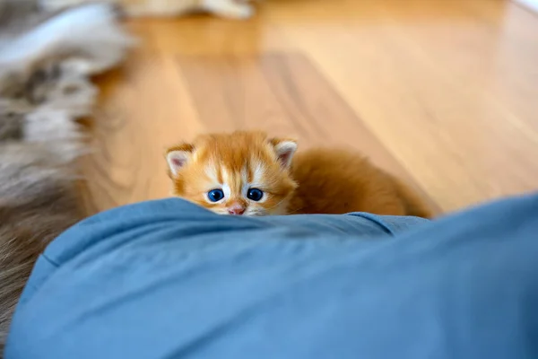 British Short Hair Golden Hair Innocent Looking Mischievous Playing Hide — Φωτογραφία Αρχείου