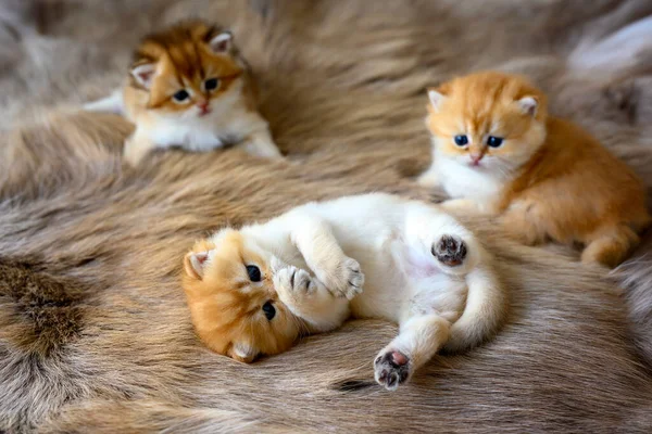 Kitten Lies Supine Brown Woolen Carpet Innocent Looking Kitten British — Stock fotografie