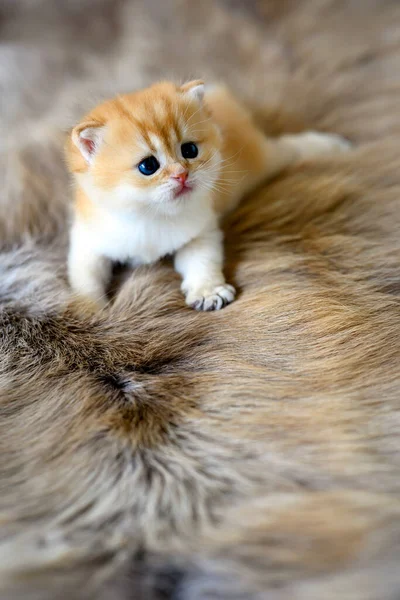 Baby Kittens Learning Crawl Brown Wool Carpet British Short Hair — Fotografia de Stock