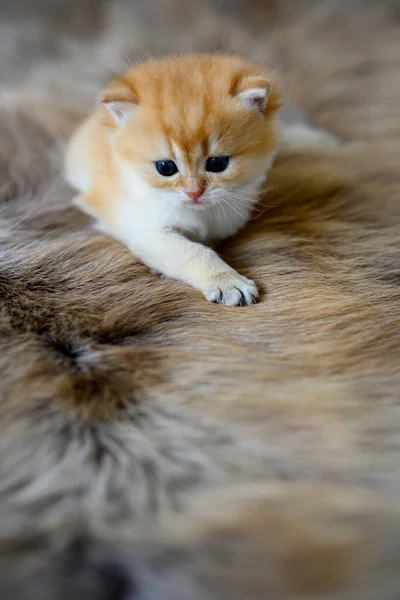 Baby Kittens Learning Crawl Brown Wool Carpet British Short Hair — Stok fotoğraf