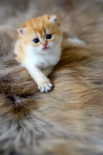 Baby Kittens Learning Crawl Brown Wool Carpet British Short Hair — Stockfoto