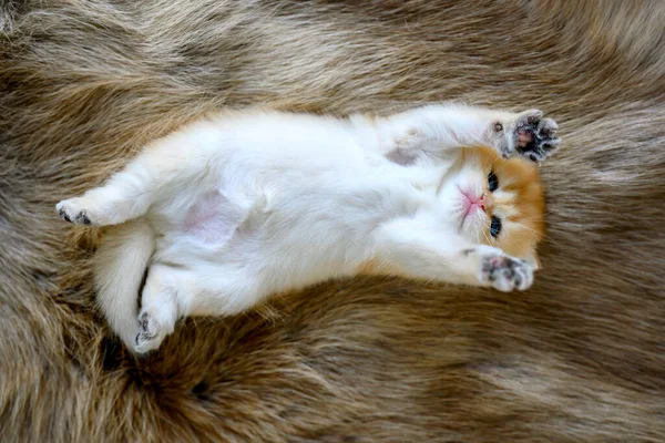 Hnědém Vlněném Koberci Leží Zádech Kotě Nevinně Vypadající Kotě Britský — Stock fotografie