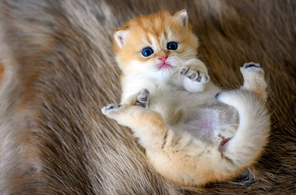 Ein Kätzchen Liegt Rücklings Auf Einem Braunen Wollteppich Unschuldig Aussehendes — Stockfoto