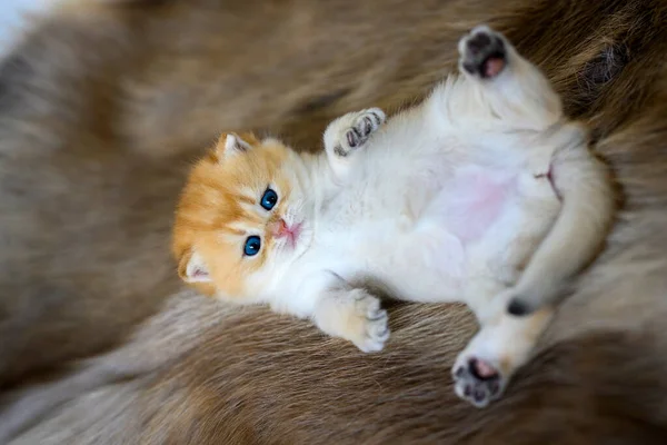 Een Poesje Ligt Een Bruin Wollen Tapijt Onschuldig Uitziend Katje — Stockfoto