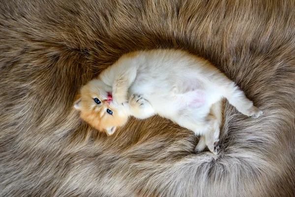 Kitten Lies Supine Brown Woolen Carpet Innocent Kitten Licking Its — Fotografia de Stock