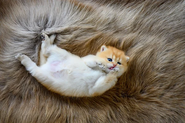 Kitten Lies Supine Brown Woolen Carpet Innocent Kitten Licking Its — Stock Photo, Image