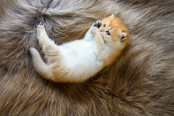 Kitten Lies Supine Brown Woolen Carpet Innocent Kitten Licking Its — Photo