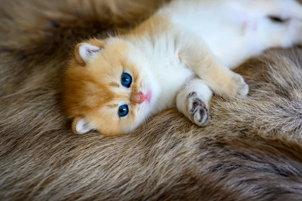 Kitten Lying Brown Fur Rug Posing Its Side British Short — Stockfoto