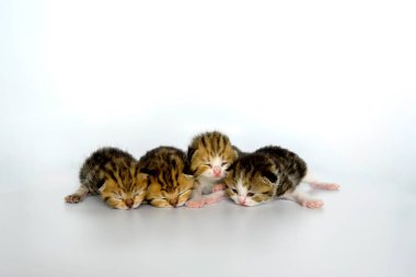 four newborn kittens Lying in a row in front of the board On a white background, Scottish Fold baby kitten with tricolor stripes, pure pedigree and beautiful appearance.
