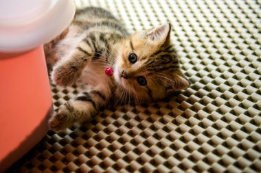 Kitten sleeps on rubber strips with holes in jail pattern in the house and looks straight on. Top view and close-up of a kitten playing mischievously. Scottish Fold tabby cat, purebred, beautiful appearance.