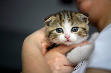 people holding striped kittens Closeup of looking cat face, woman in white shirt hugging cute little cat, scottish fold cat Tricolor pattern, pure breed, beautiful appearance.