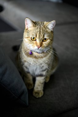 A tabby cat wears a collar and has a purple bell. Sitting on a dark gray sofa. Scottish cat with a purebred golden-orange pattern, beautiful appearance in dark tones.