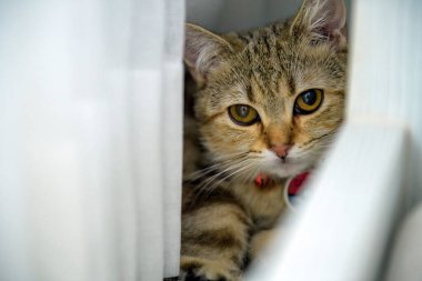Orange and black striped Scottish cat Sit and hide in the nook of the white curtains. Cute big eyes, cats playing hide and seek.