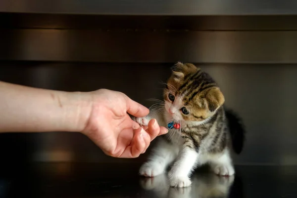 A striped kitten playing with people\'s hands, a little Scottish Fold cat with a beautiful bell on its neck playing with people. Nice pedigree cat, beautiful, dark background,