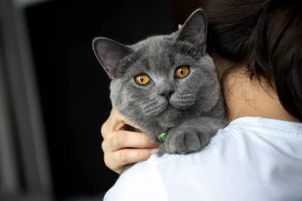 People Holding Handsome Young Cat Close Front Looking Cat Woman — Stockfoto