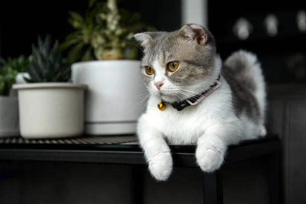 Scottish Fold White Grey Pattern Put Necklace Bell Black Table — Fotografia de Stock