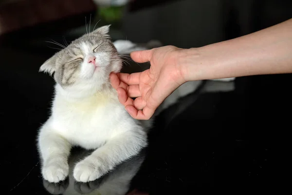 Scottish Fold White Grey Pattern Sitting Black Table Human Hand — 图库照片