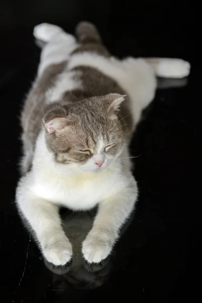 Scottish Fold Cat White Gray Stripes Posing Comfortable Sitting Position — 스톡 사진