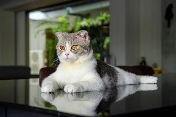 Scottish Fold Cat White Gray Stripes Yellow Eyes Posing Sitting — Stock fotografie