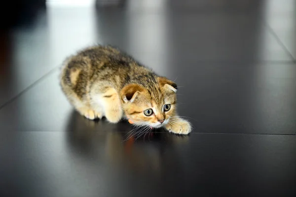 tabby cat crawling In ambush, Scottish Fold kitten in crouching position and ready to attack, cute little striped kitten. A good and beautiful pedigree is playing in a house with black floors.