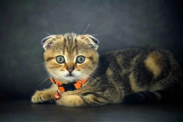 scottish fold kitten wearing an orange necklace Posing in a squat position The picture looks outstanding. cute little striped kitten A good and beautiful pedigree is playing on the dark gray sofa.