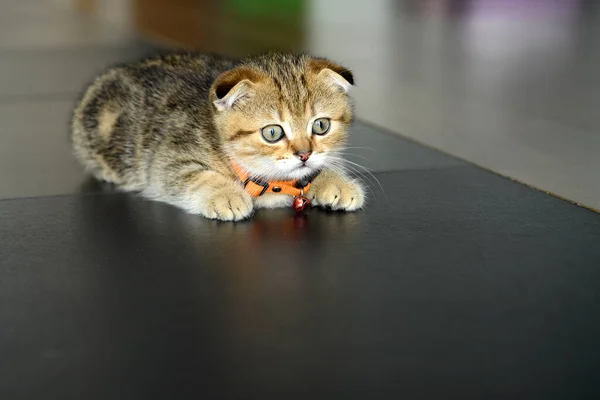 Tabby Cat Crawling Ambush Scottish Fold Kitten Crouching Position Ready — Foto de Stock