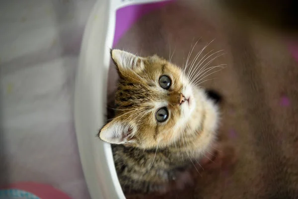 Kitten Sat Cat Toilet Looked Top View Striped Scottish Cat — 图库照片