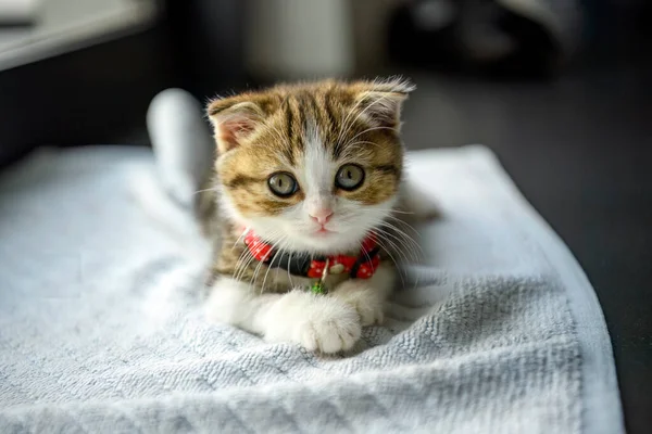 Scottish Fold kitten Sit comfortably on the soft white cloth. on a black background in the house. beautiful little tabby cat Wear a beautiful collar. Sit back and relax and look straight ahead.