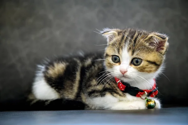 Striped Scottish Fold kitten Sitting on a dark gray sofa and looking to the side, full front view, a cute little cat, a beautiful pedigree tabby sitting comfortably in a leather chair.