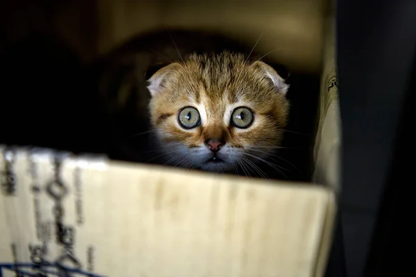 Striped Scottish Fold Kitten Playing Naughty Secretly Box Dark Looking — Stockfoto